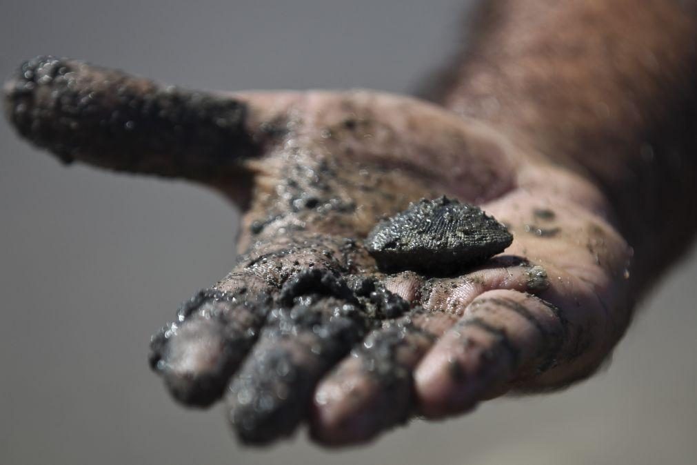 Apreendidos 1.600 Kg de bivalves em Alcochete e 106 pessoas identificadas