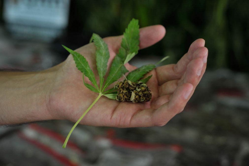 GNR detém homem em Portalegre por cultivo de canábis e apreende droga