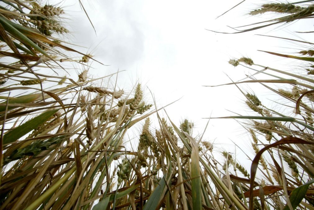 União Europeia aprova antecipação de ajudas aos agricultores dos Açores