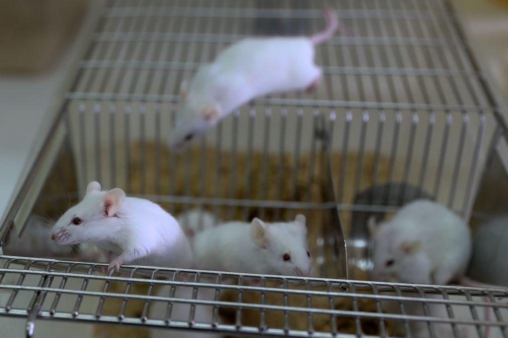 Gene descoberto em macacos e ratos pode funcionar como antiviral