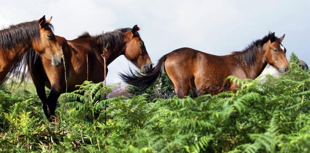 Sete cavalos selvagens são os novos habitantes do Parque Natural Sintra-Cascais
