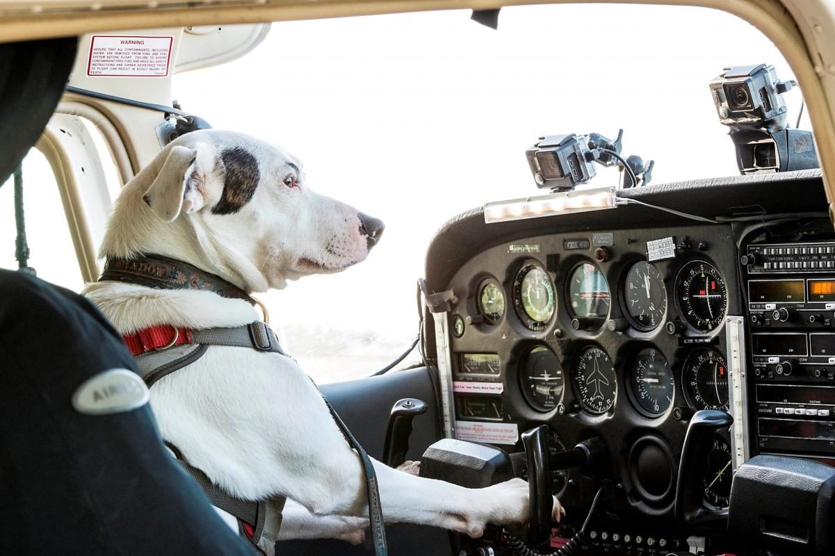 Odisseia apresenta-lhe primeiro cão piloto da história