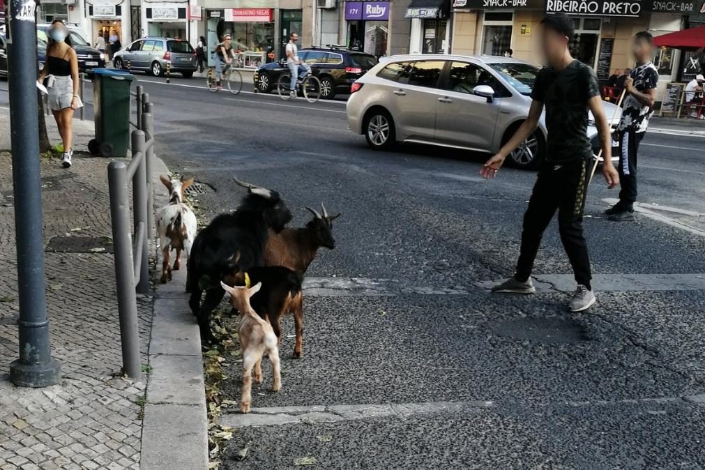 Rebanho de cabras filmado em plena Avenida Almirante Reis