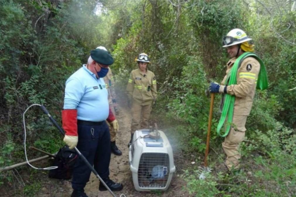 GNR de Faro resgata raposa ferida em armadilha de caça ilegal