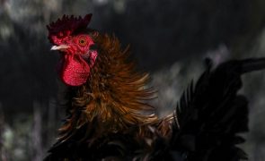 Gripe das aves detetada em Portugal e medidas de controlo já foram ativadas