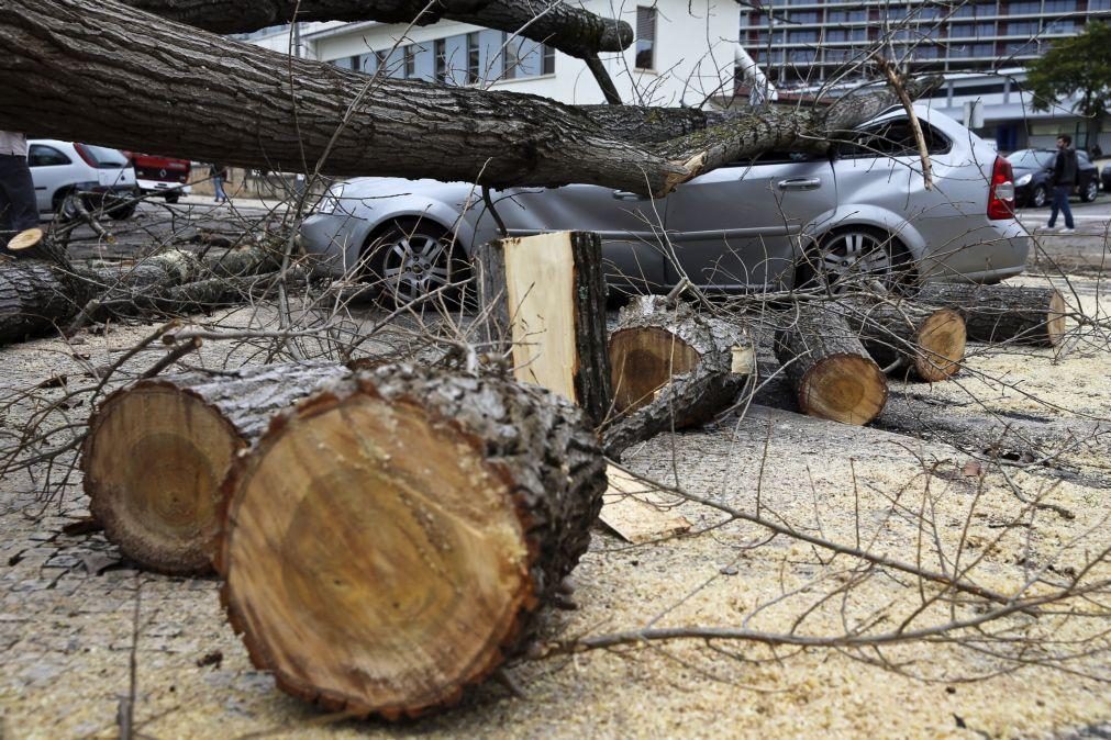 Mau tempo: 15 quedas de árvores e 15 inundações no Norte e Centro