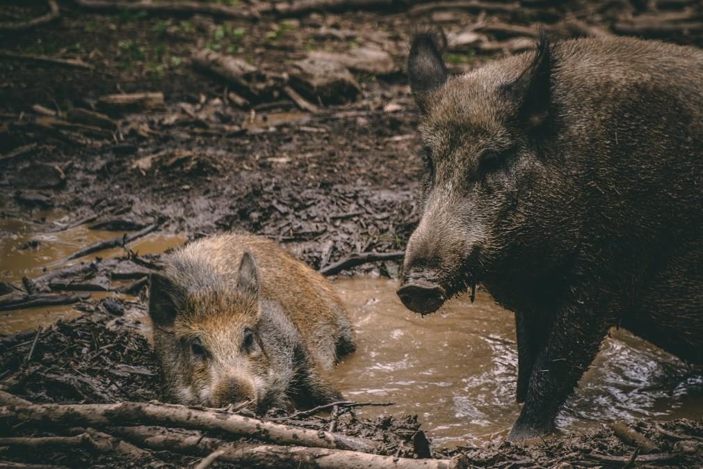 Caçar e comer espécies invasoras pode ajudar a salvar ecossistemas