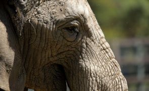 Namíbia exporta 22 elefantes para os Emirados e viola normas internacionais - ONG