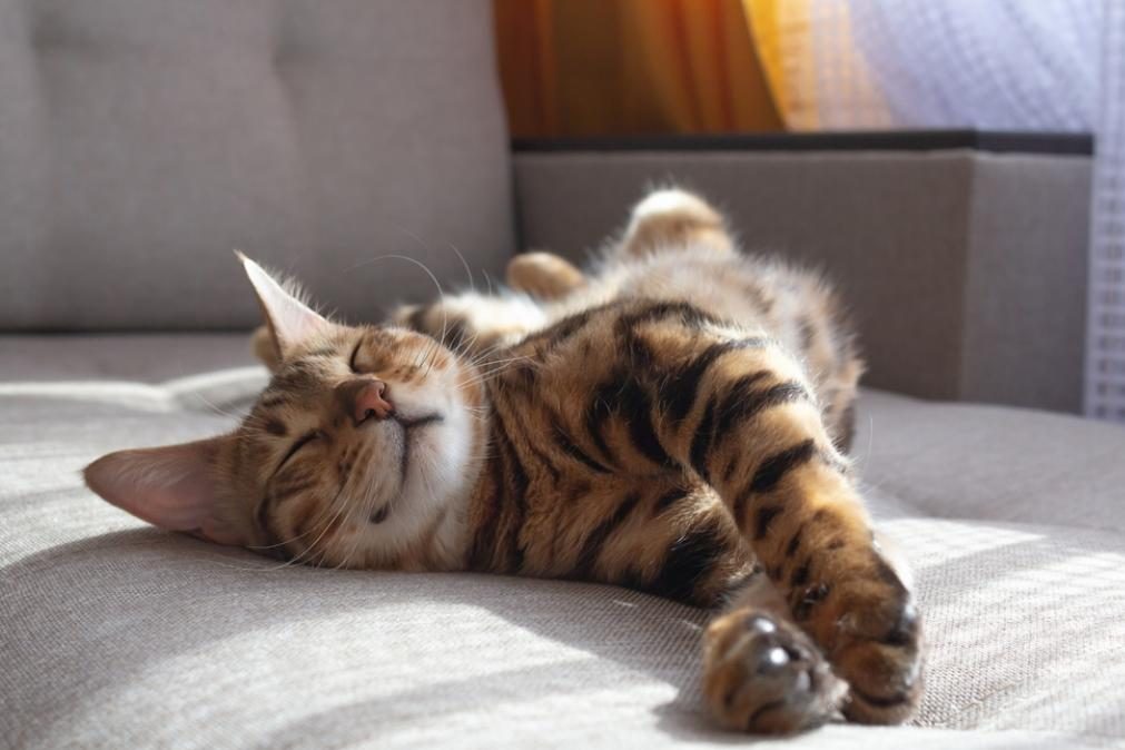 É este o motivo que leva os gatos a gostarem de dormir ao sol