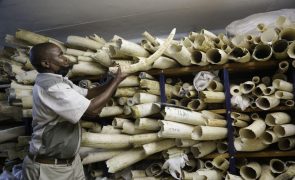 Seis países da África Austral propôem mercado de marfim para conservação de elefantes