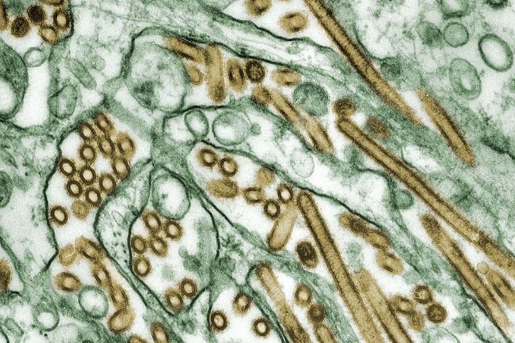 Cientistas acordam vírus zombie com mais de 48 mil anos