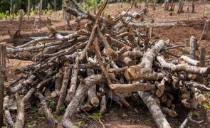 Polacos aconselhados a usar lenha das florestas para aquecer casas de forma económica