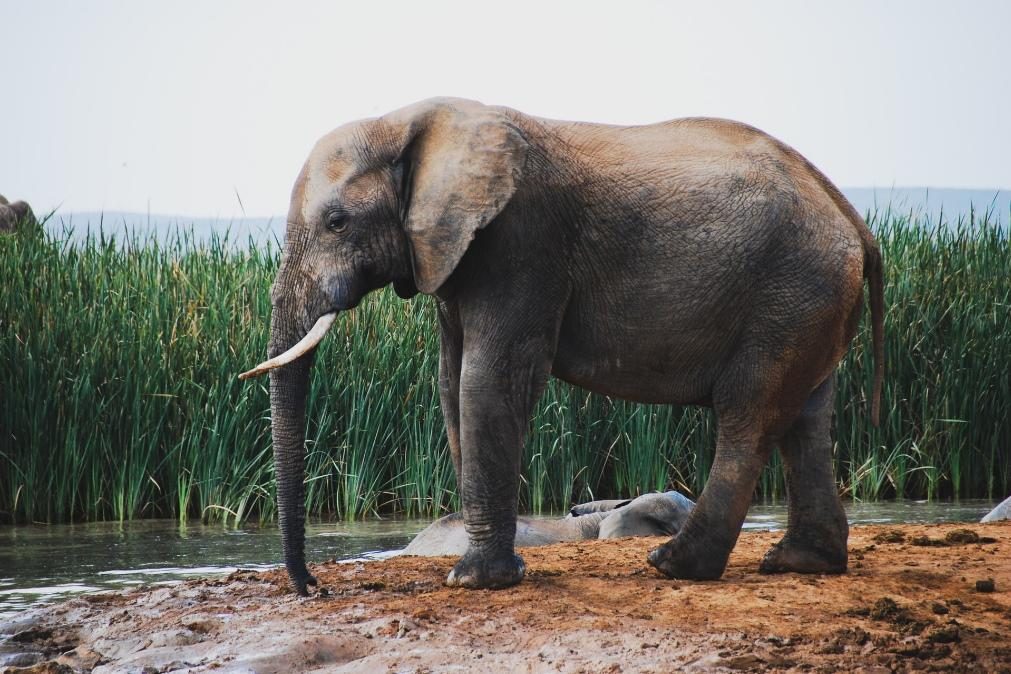 Elefante mata mulher e regressa para atropelar o cadáver durante o funeral