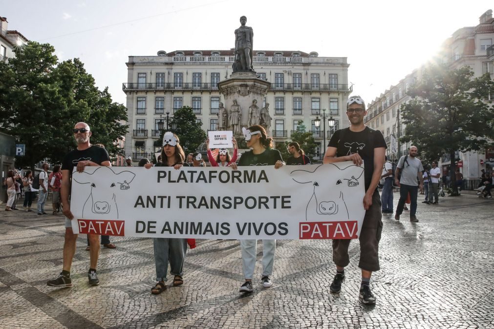 Manifestantes exigem em Lisboa fim do transporte por barco de animais vivos