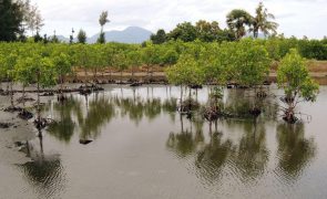 Florestas de mangues que depuram água de Macau caem para um terço em três décadas