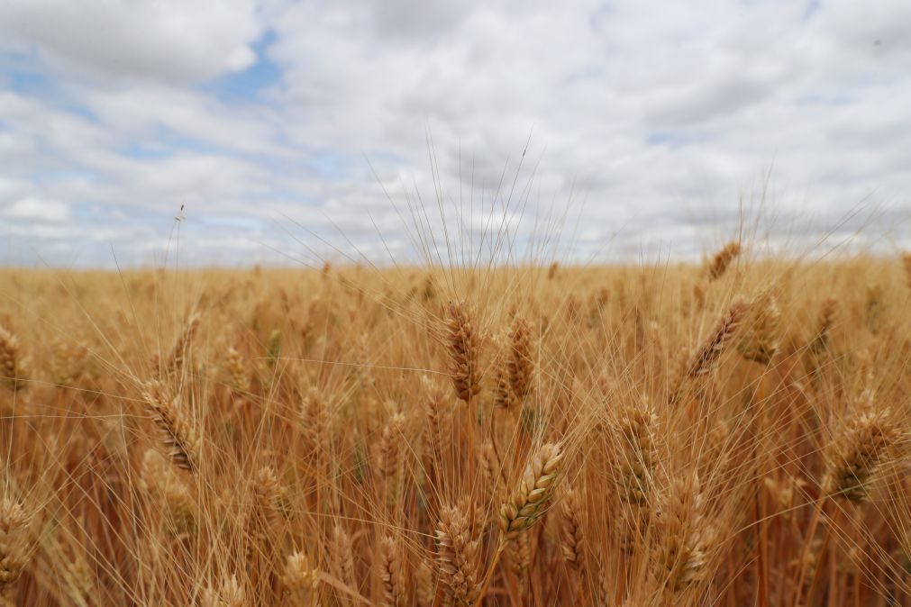 Crise alimentar fará 