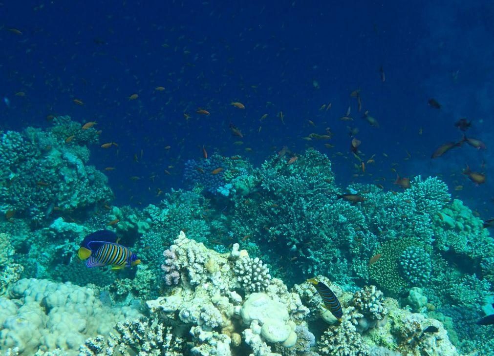 Biólogo brasileiro avisa que oceano 