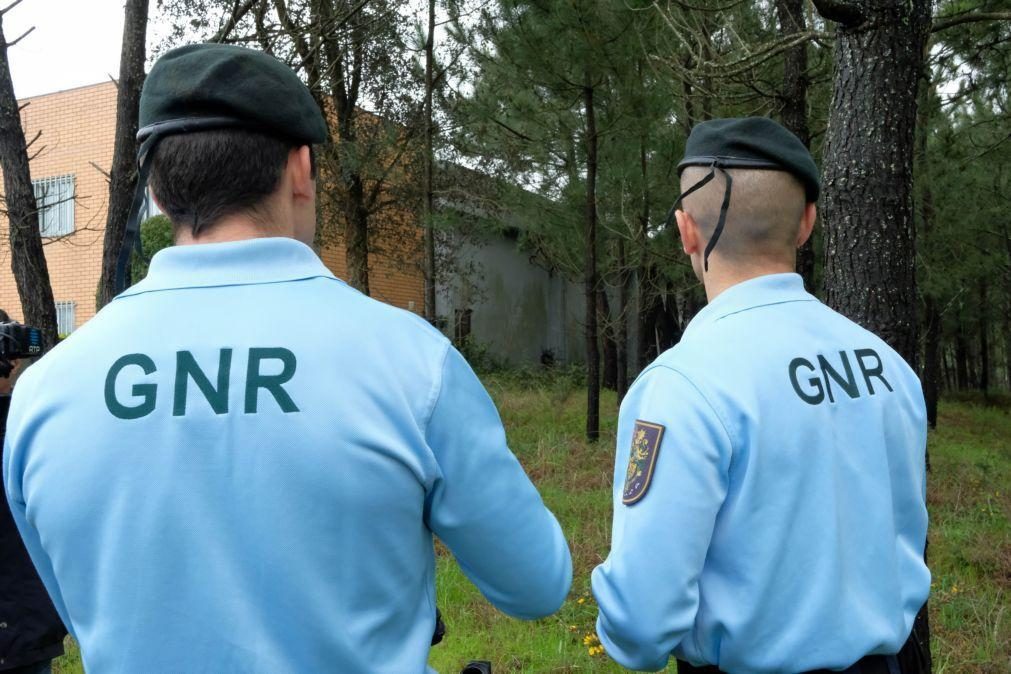 GNR resgata 28 cães em Viseu por suspeita de maus tratos